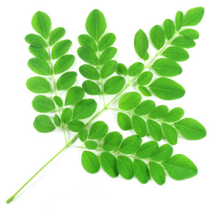 photodune-3075719-edible-moringa-leaves-m