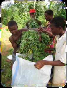 Harvesting Moringa Leaves