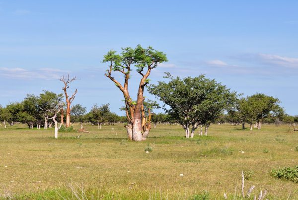 moringa tree in africa